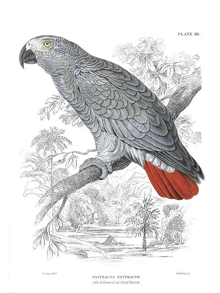 African Gray Parrot